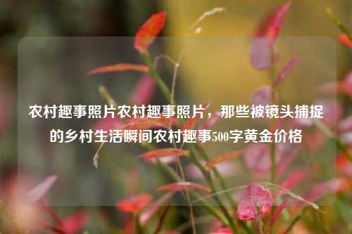 农村趣事照片农村趣事照片，那些被镜头捕捉的乡村生活瞬间农村趣事500字黄金价格